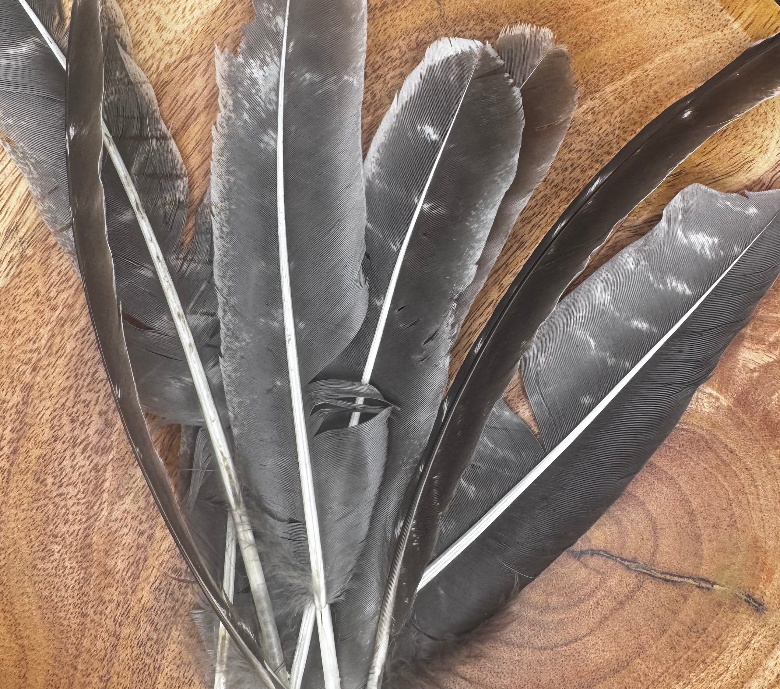 Smudging Feathers